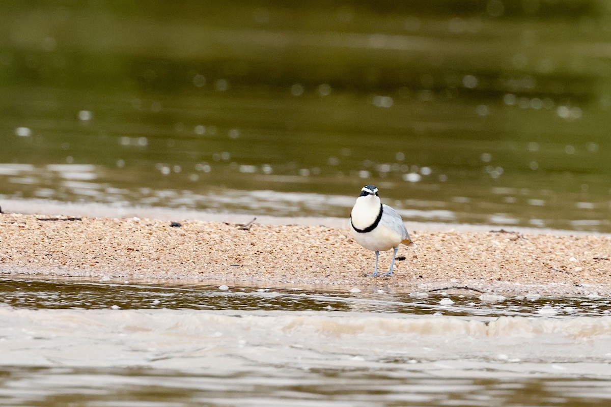 Egyptian Plover - ML639858232
