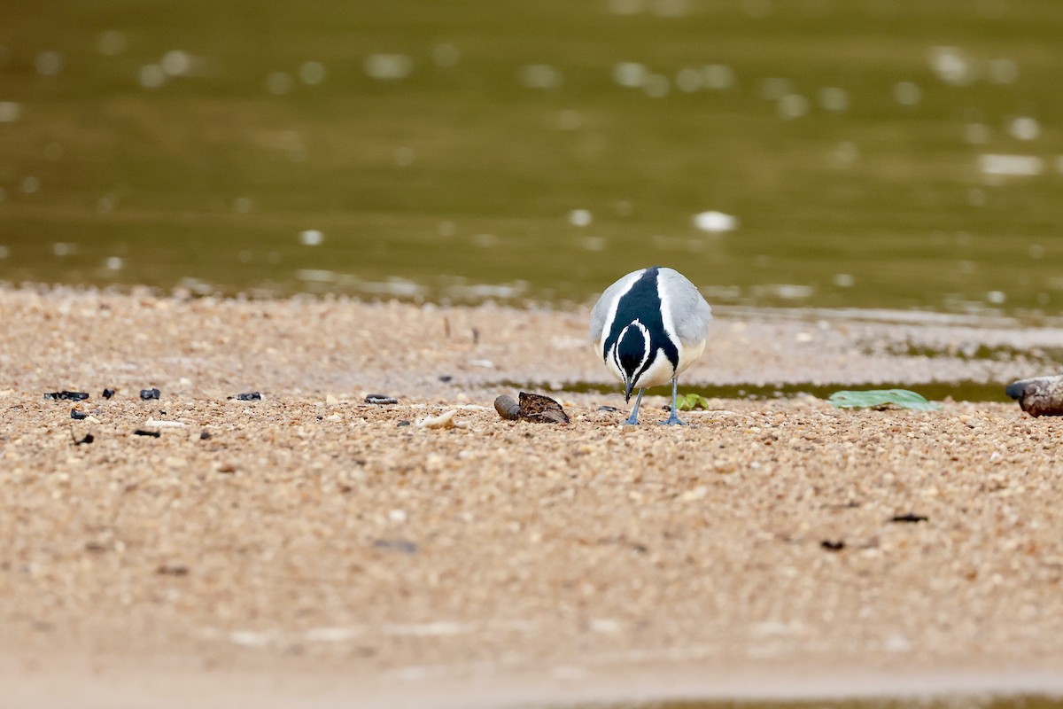 Egyptian Plover - ML639858233