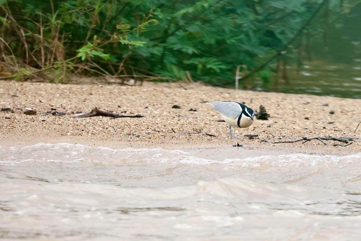 Egyptian Plover - ML639858234