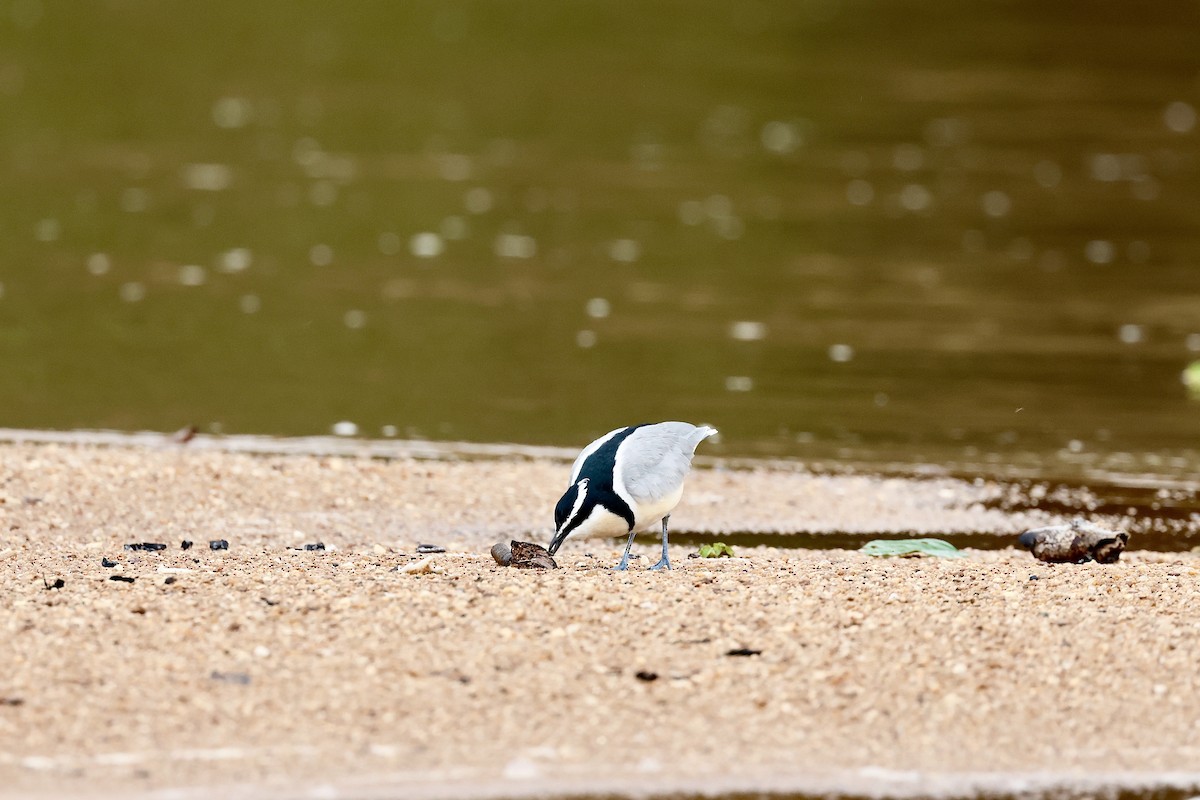 Egyptian Plover - ML639858235