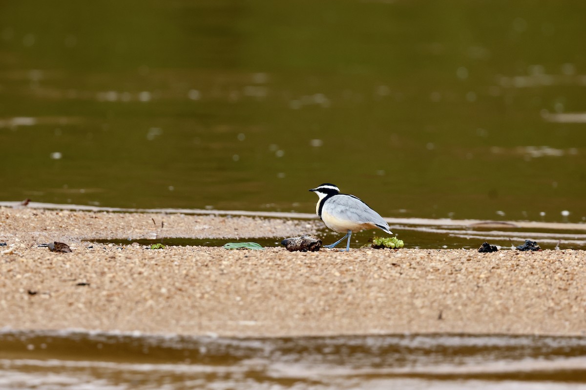 Egyptian Plover - ML639858236
