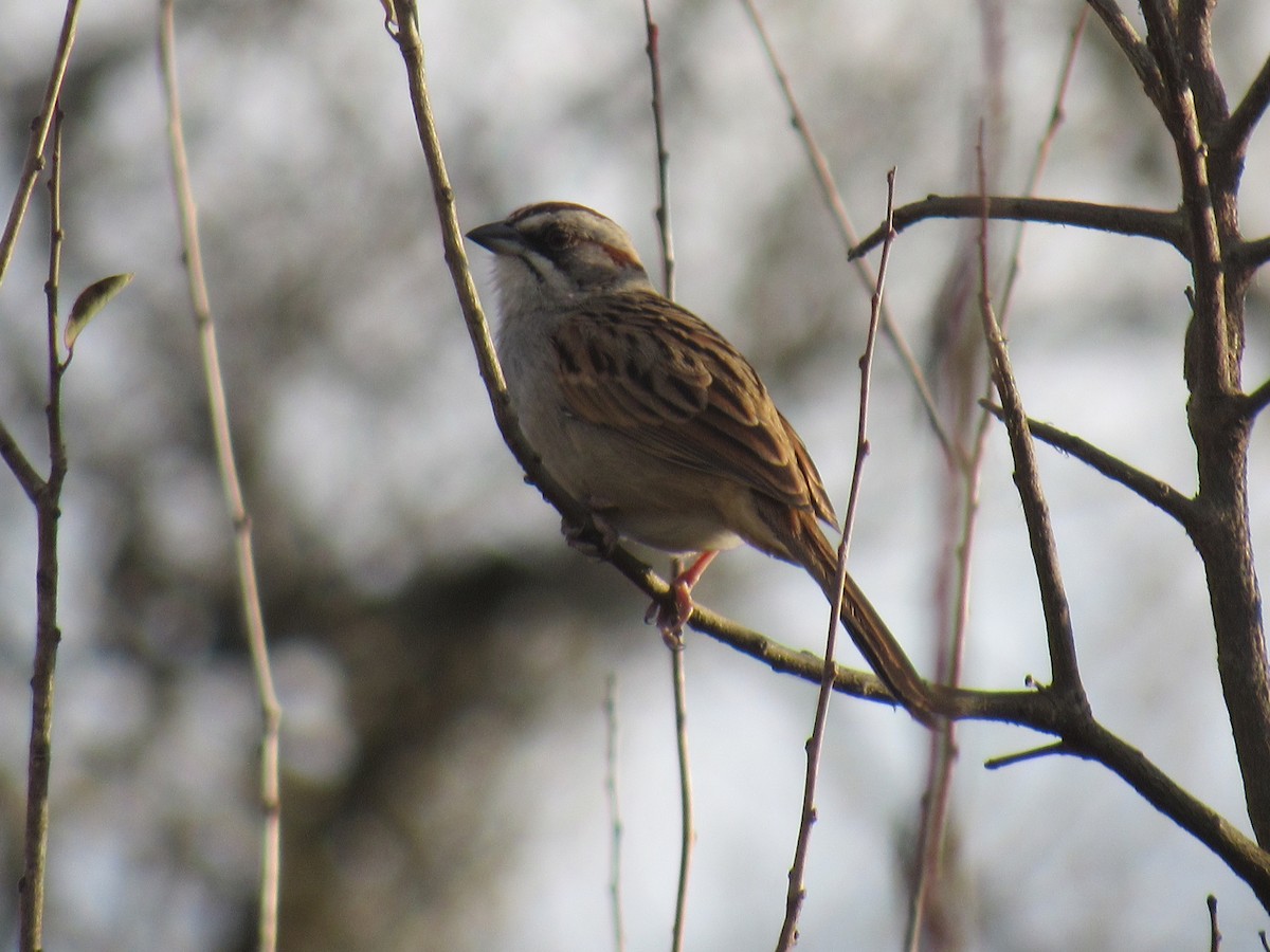Yungas Sparrow - ML639858316