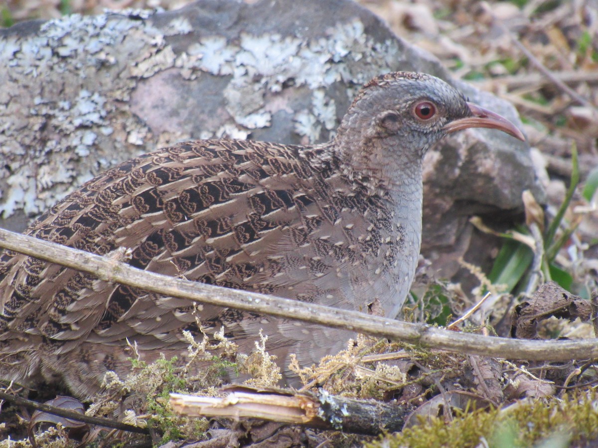 Andean Tinamou - ML639858355