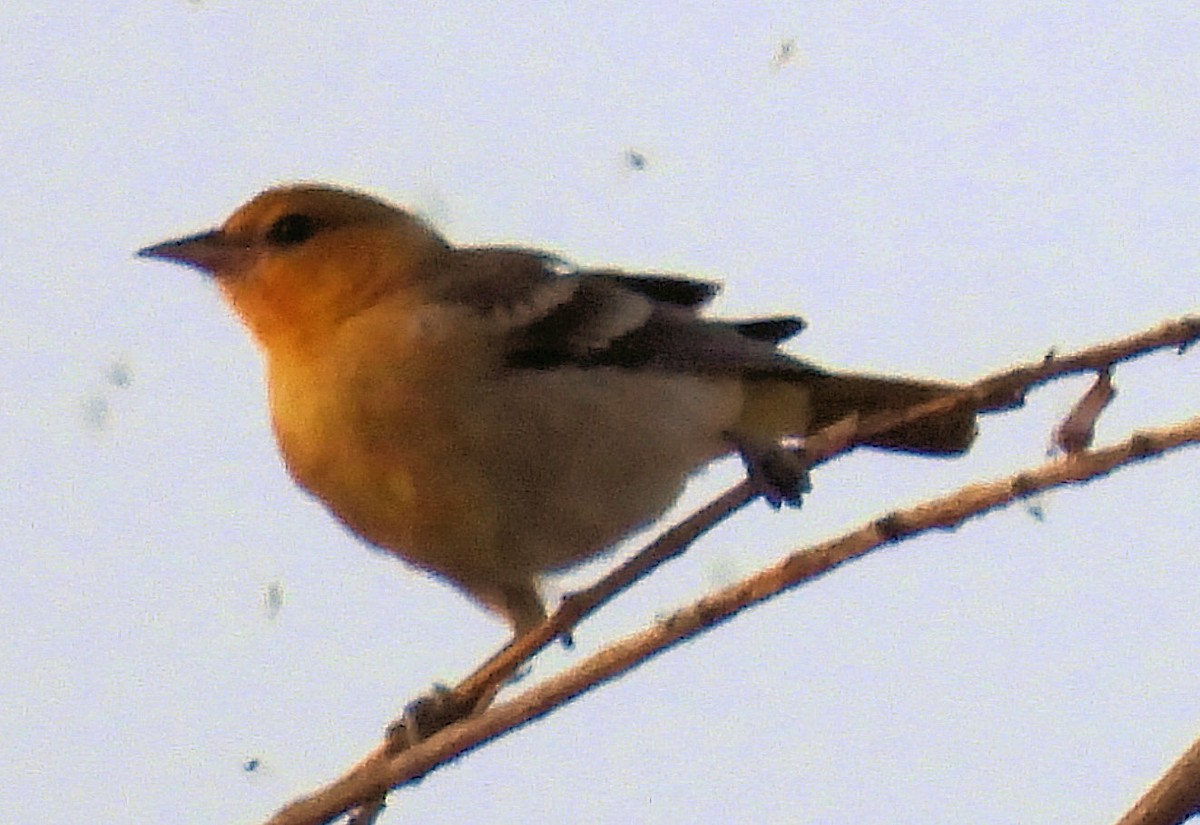 Bullock Turpiyalı - ML639858376