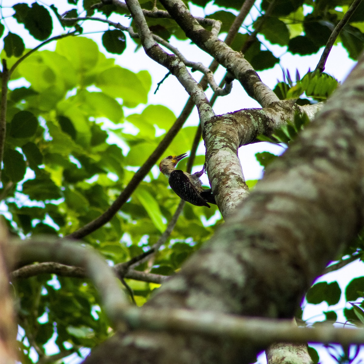 Yucatan Woodpecker - ML639858413