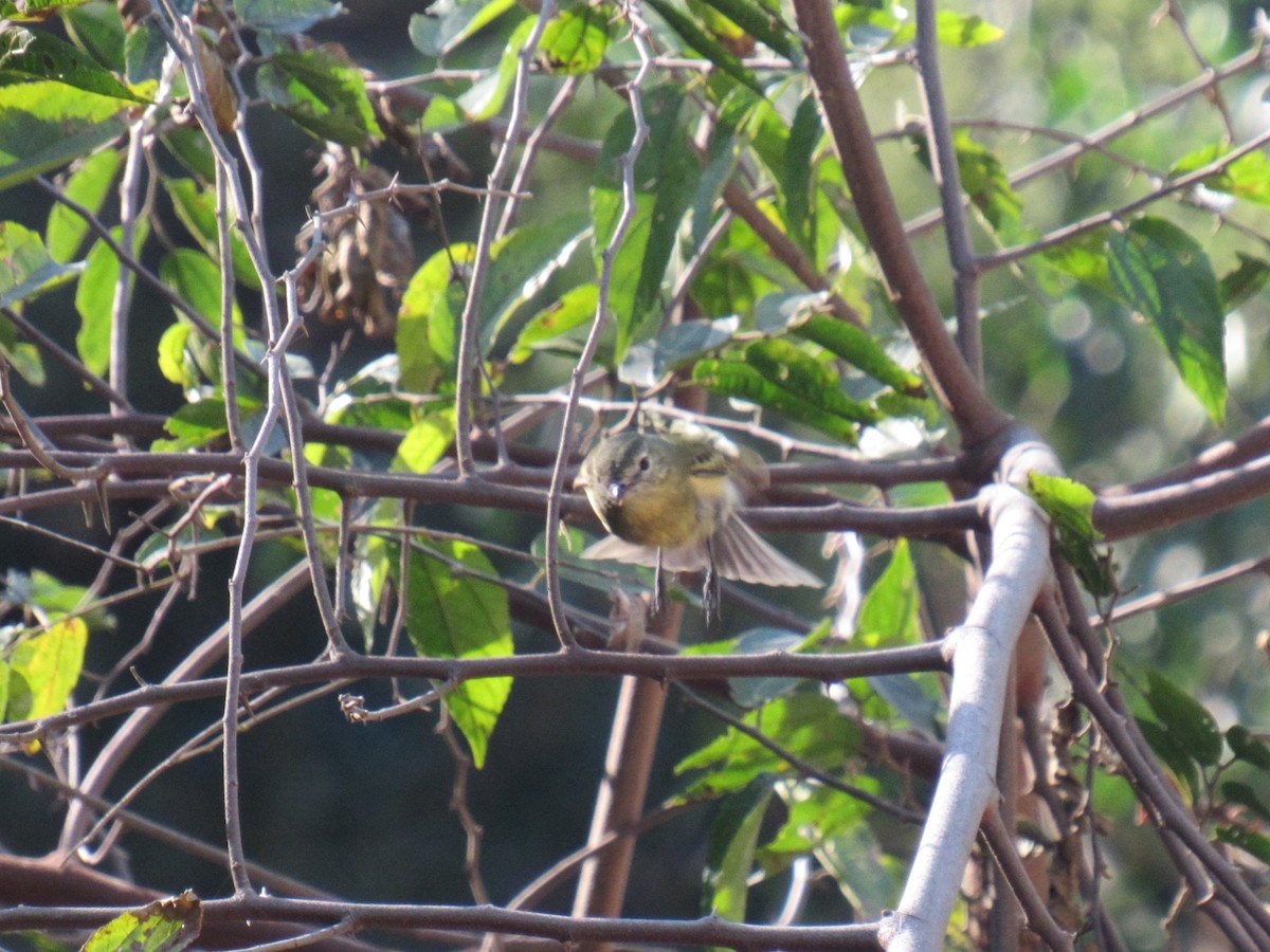Rough-legged Tyrannulet - ML639858514