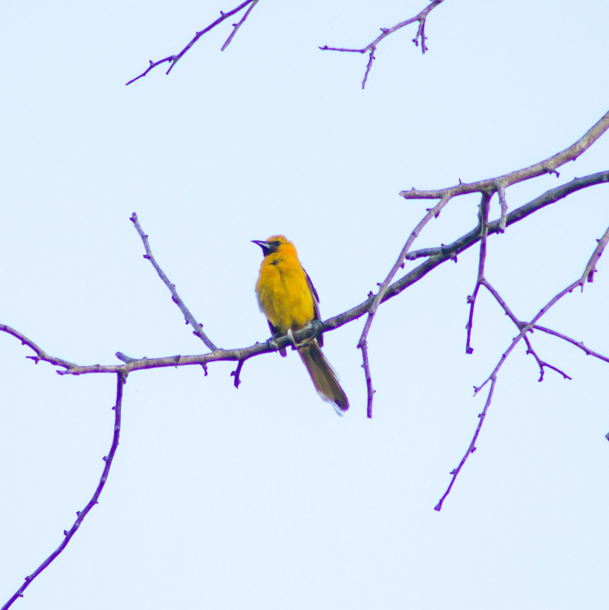 Orange Oriole - ML639858520