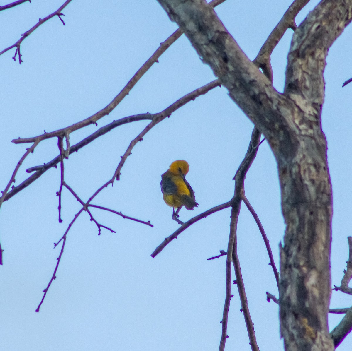 Orange Oriole - ML639858521