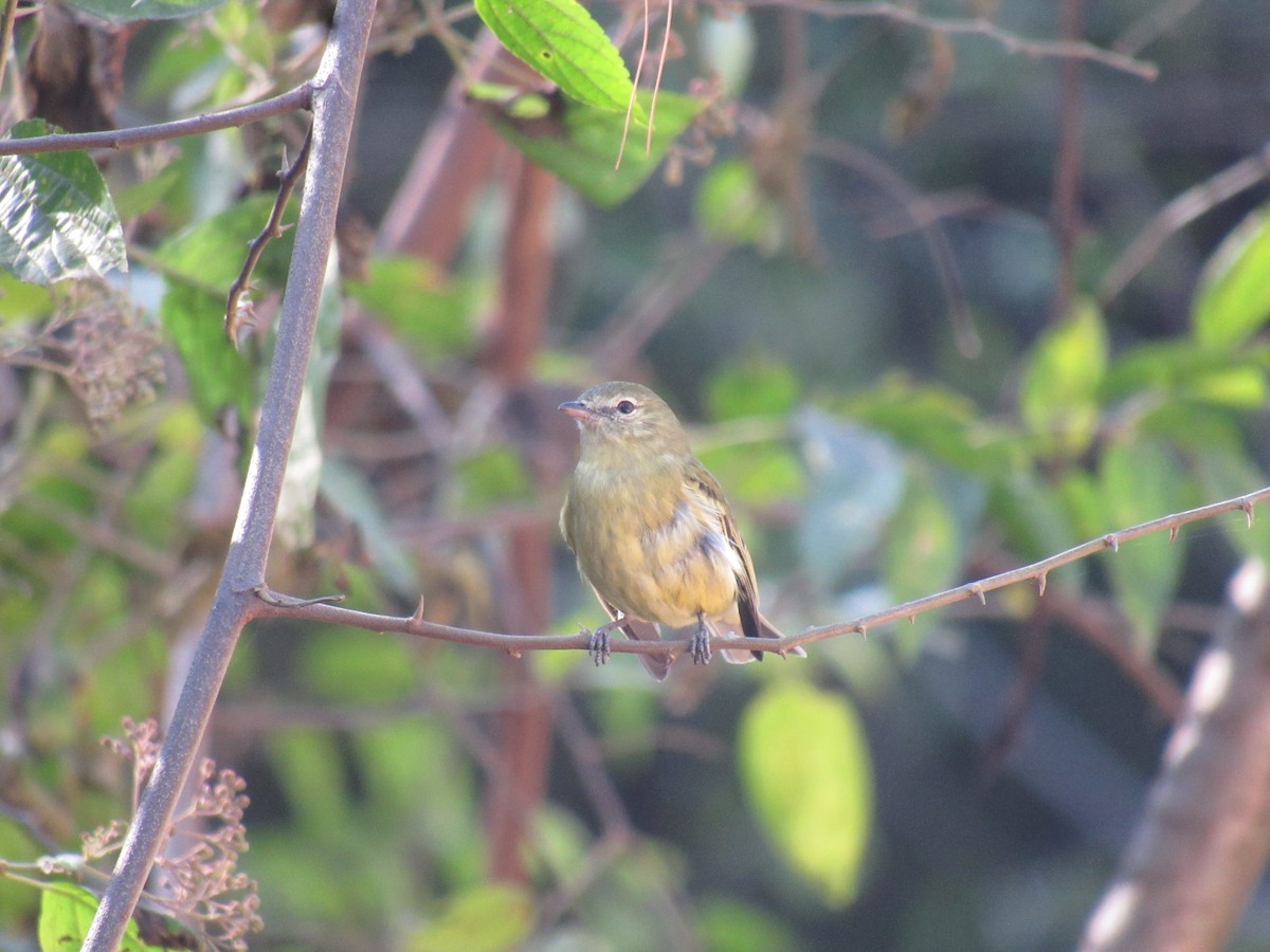 Rough-legged Tyrannulet - ML639858585