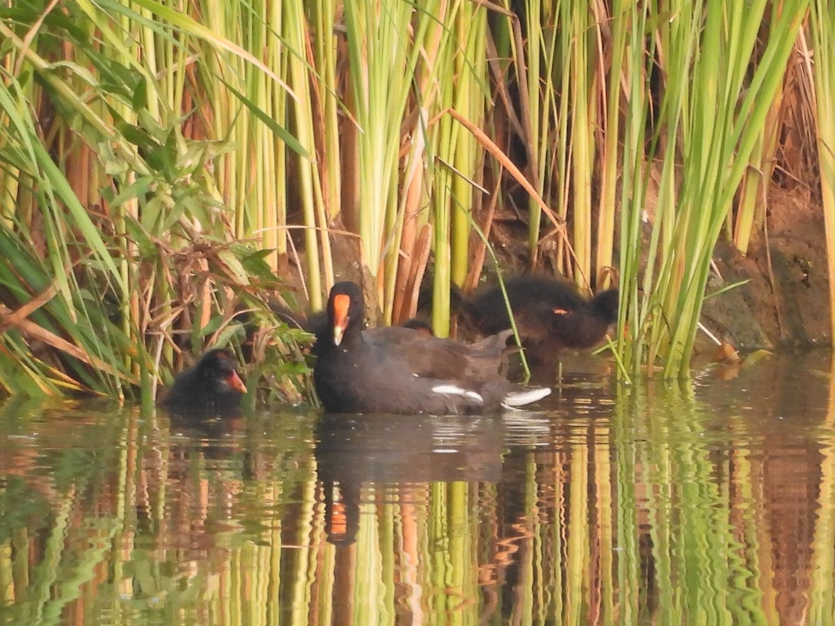 Common Gallinule - ML639858602