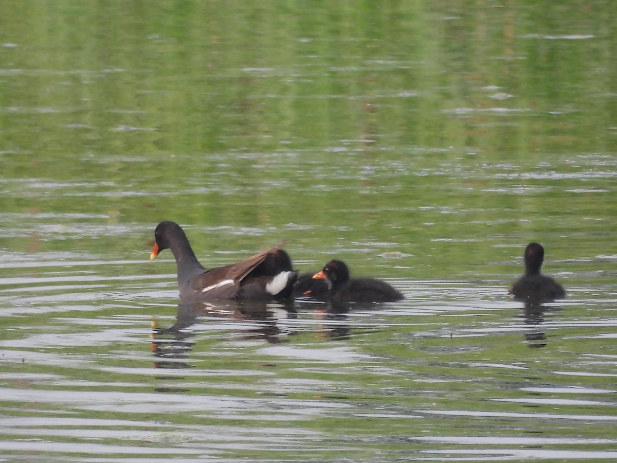 Common Gallinule - ML639858603