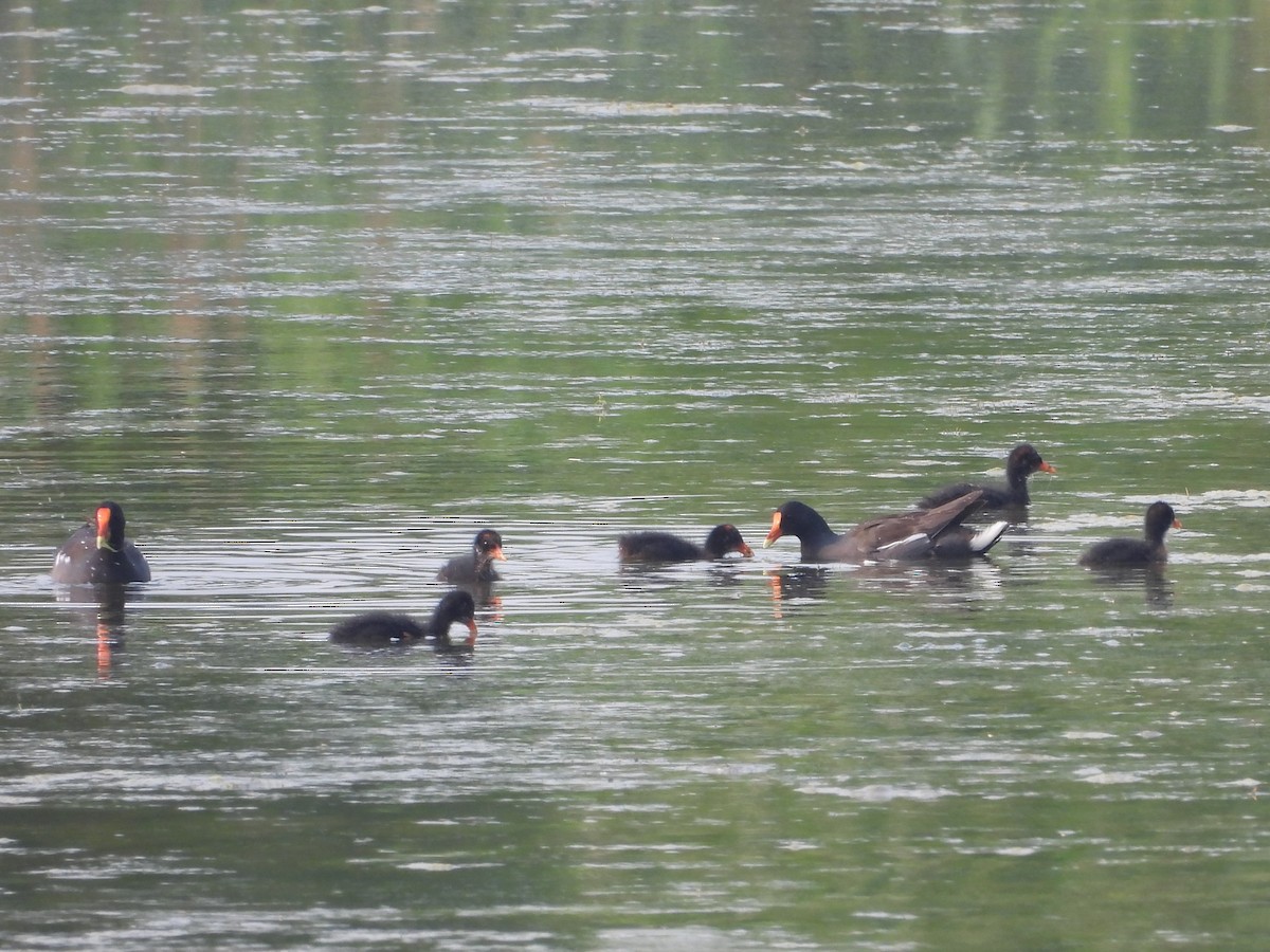 Common Gallinule - ML639858604