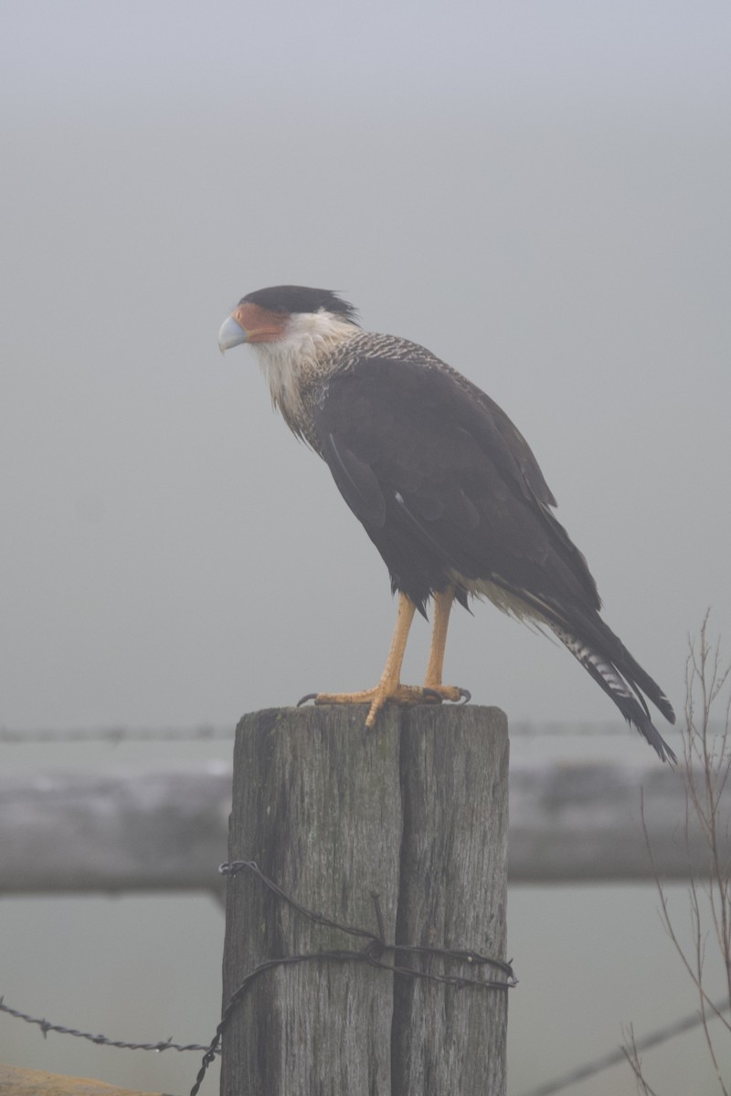 Crested Caracara - ML639858651
