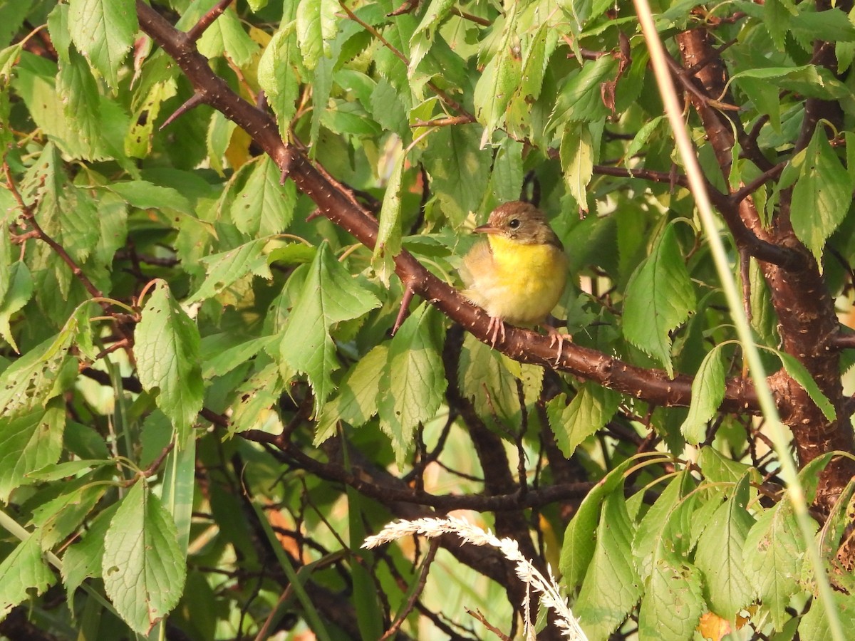 Common Yellowthroat - ML639858673