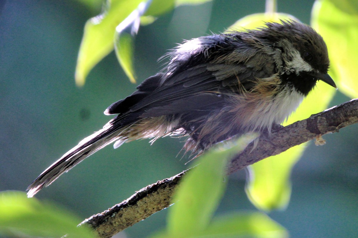 Boreal Chickadee - ML639858739