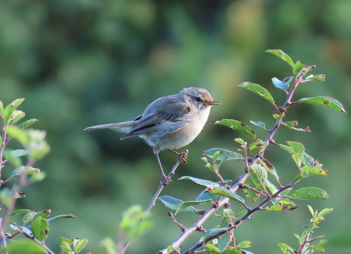 Common Chiffchaff - ML639858762