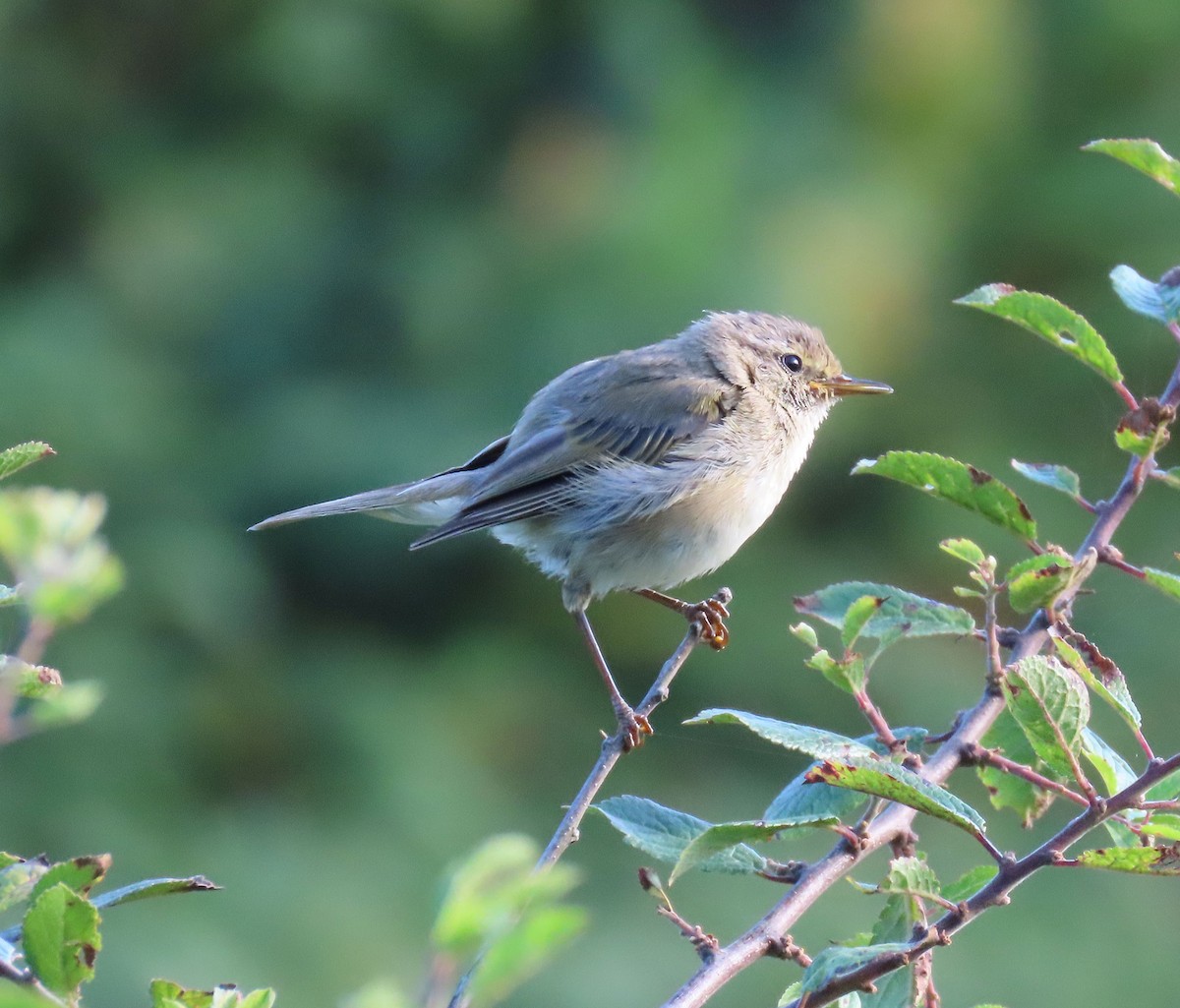 Common Chiffchaff - ML639858763
