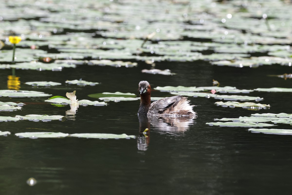 Little Grebe - ML639858775