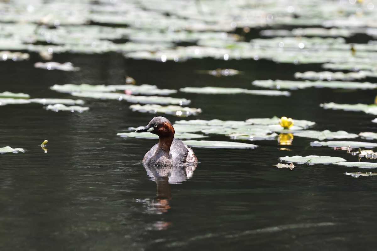 Little Grebe - ML639858776