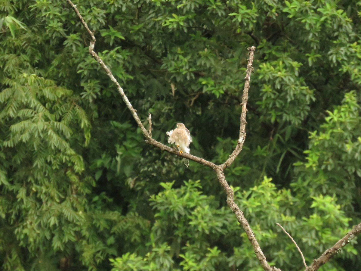 Shikra - ML639858793
