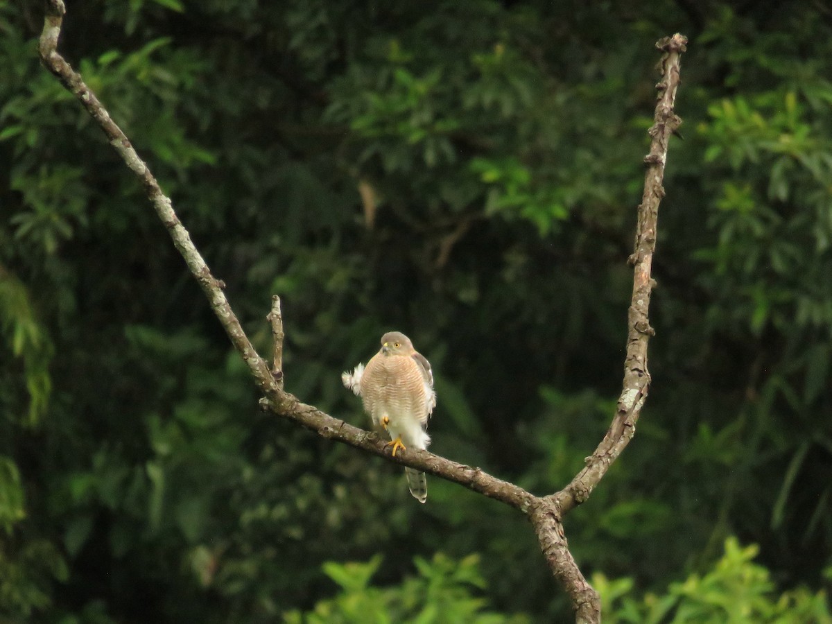 Shikra - ML639858794