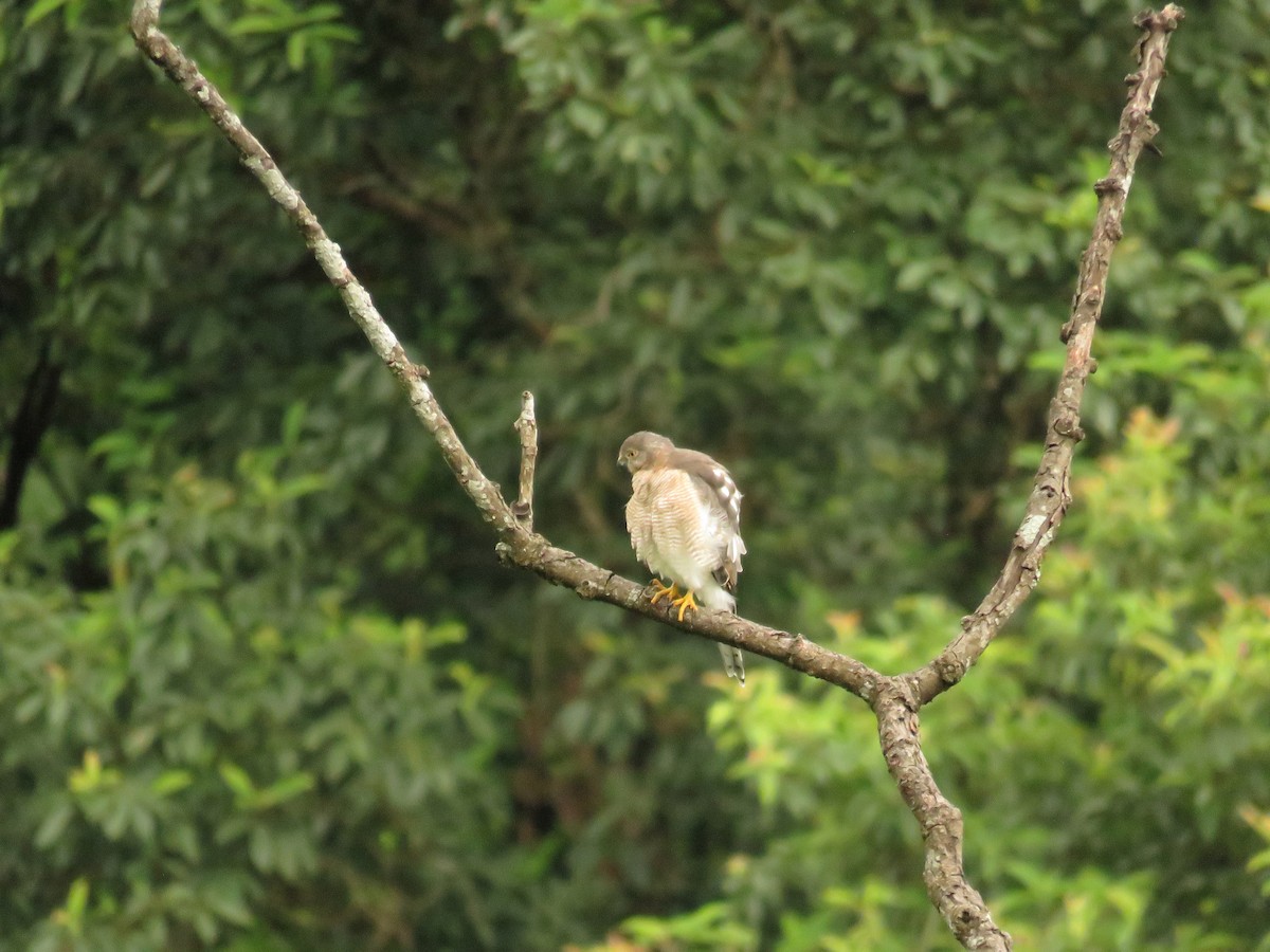Shikra - ML639858796