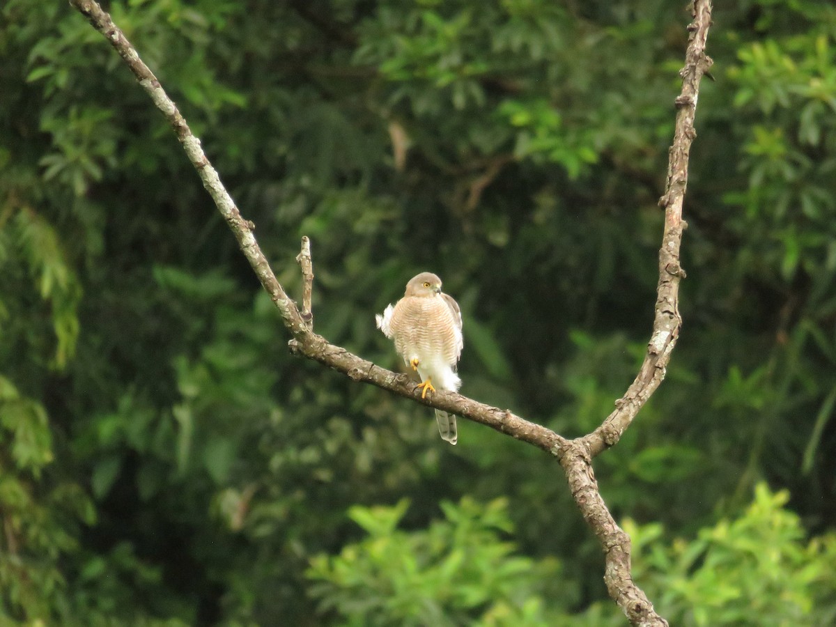 Shikra - ML639858797