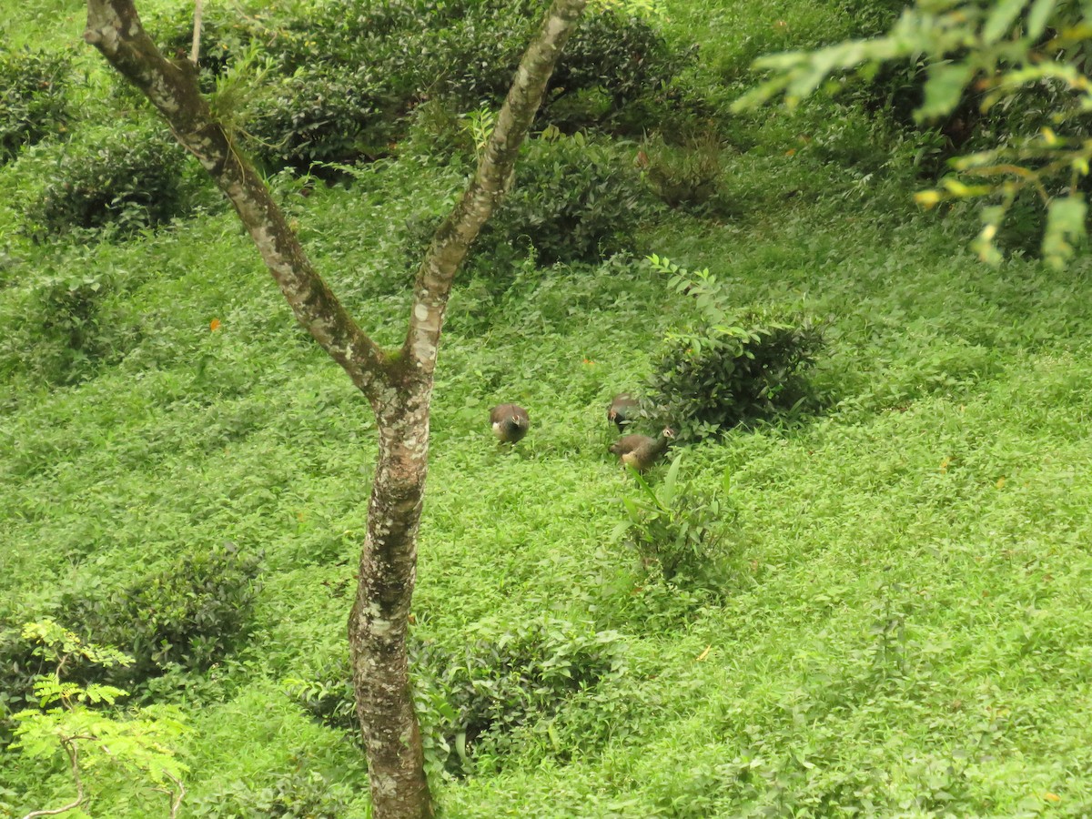 Indian Peafowl - ML639858828