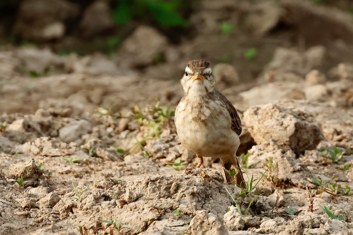Long-legged Pipit - ML639858893