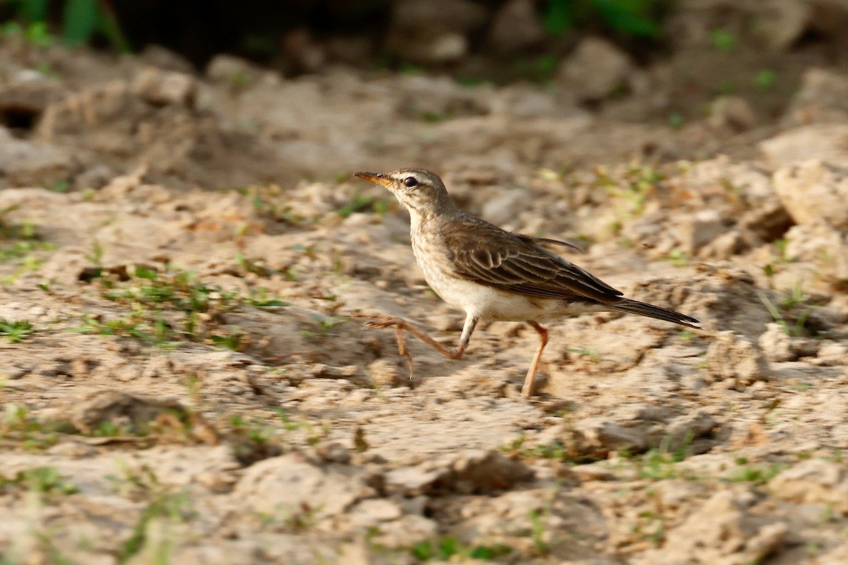 Long-legged Pipit - ML639858894