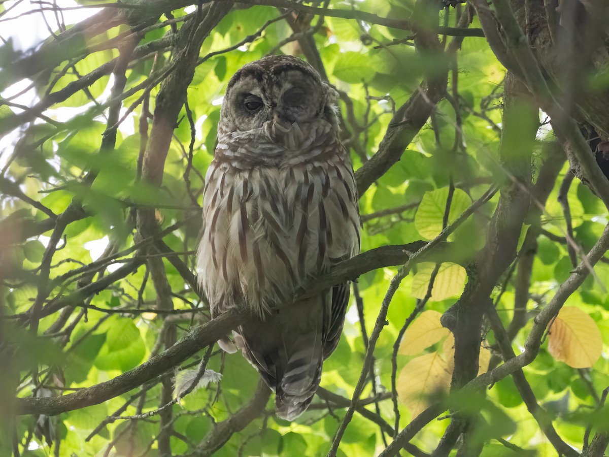 Barred Owl - ML639858895