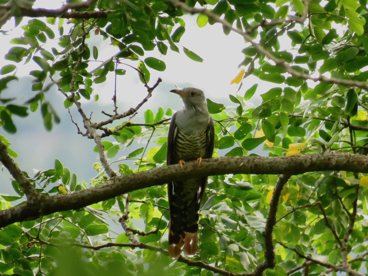 cuculidé sp. - ML639858945