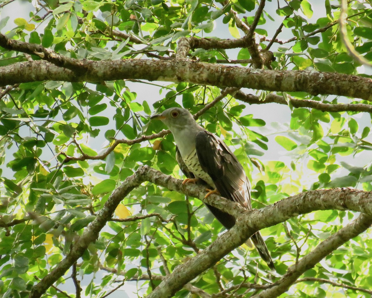 cuculidé sp. - ML639858946