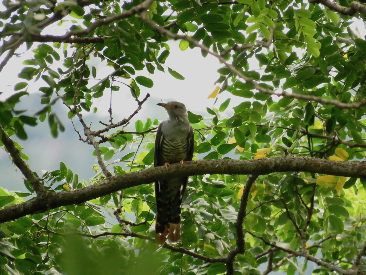 cuculidé sp. - ML639858947