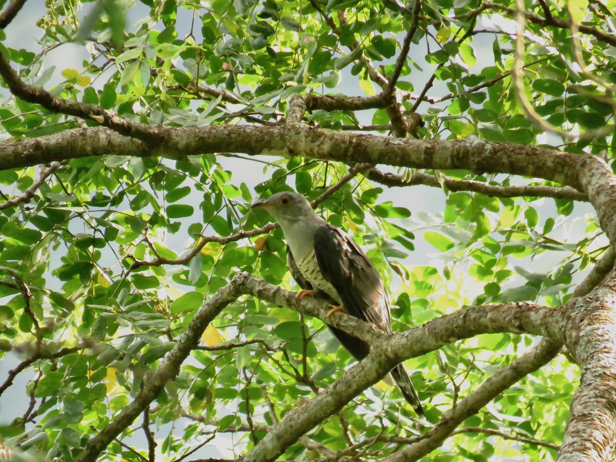 cuculidé sp. - ML639858949