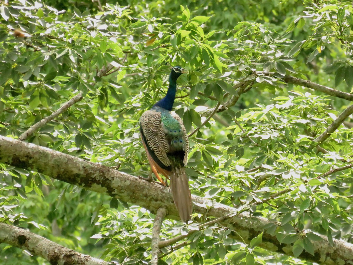 Indian Peafowl - ML639858953