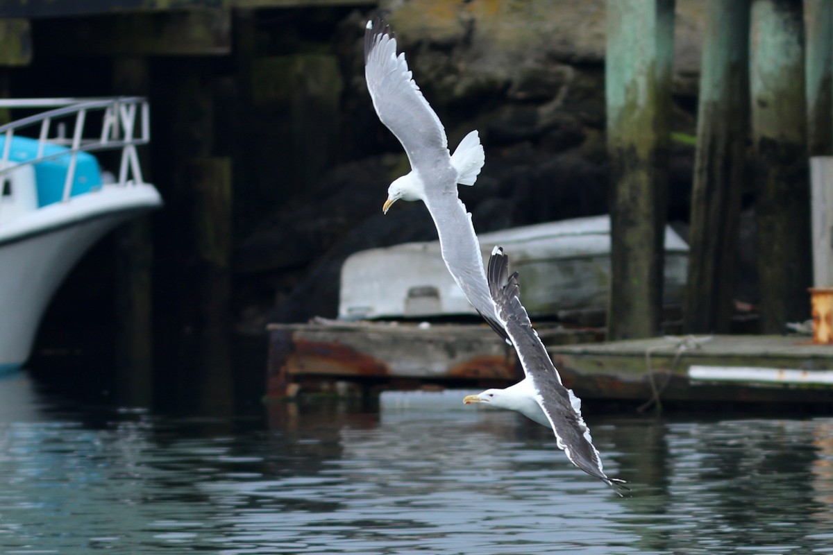 American Herring Gull - ML639859053