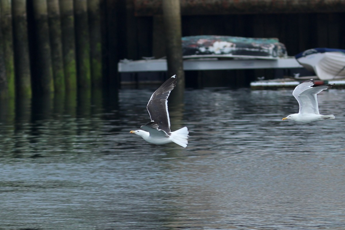 Great Black-backed Gull - ML639859056