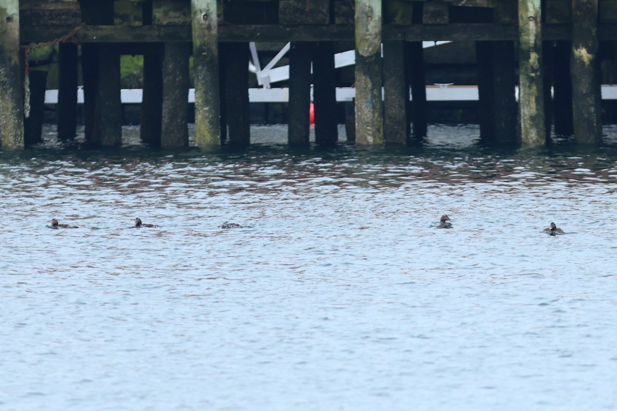Common Eider - ML639859058