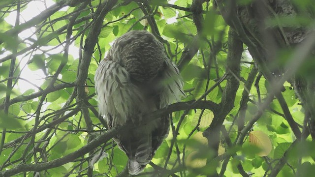 Barred Owl - ML639859070