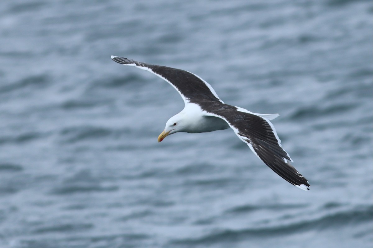 Great Black-backed Gull - ML639859084