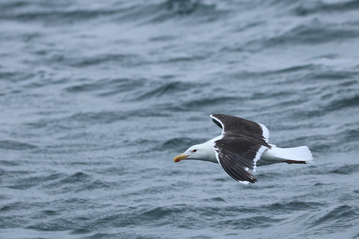 Great Black-backed Gull - ML639859085
