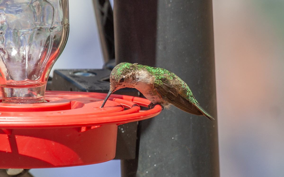 Broad-tailed Hummingbird - ML639859116