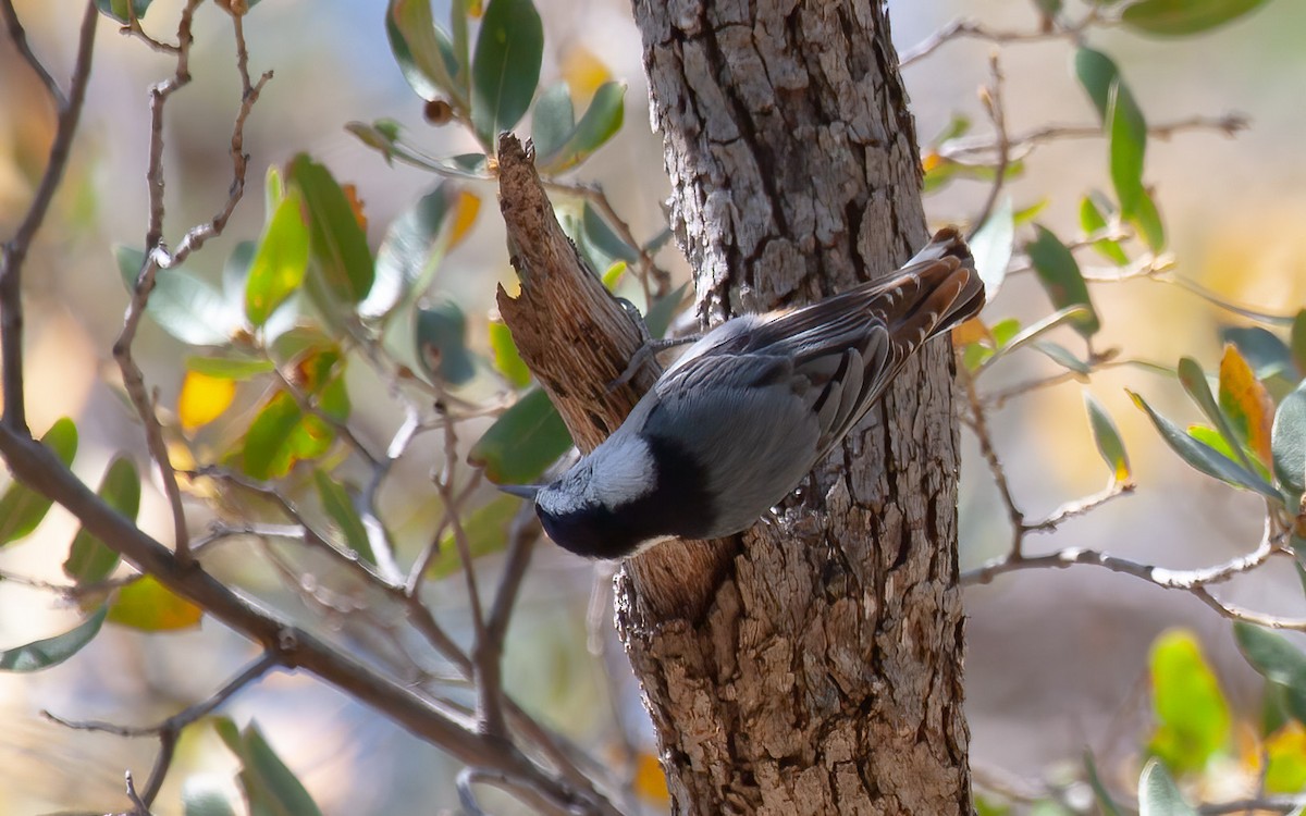 White-breasted Nuthatch - ML639859143