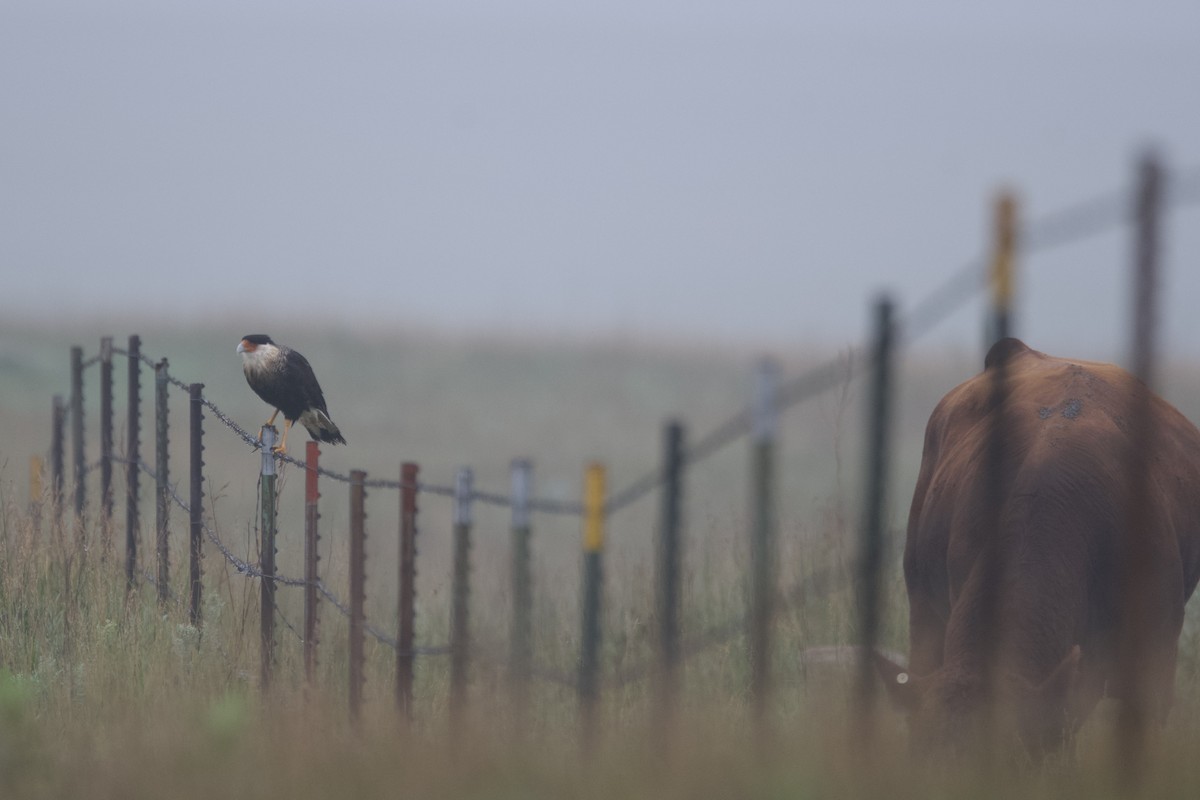 Crested Caracara - ML639859167