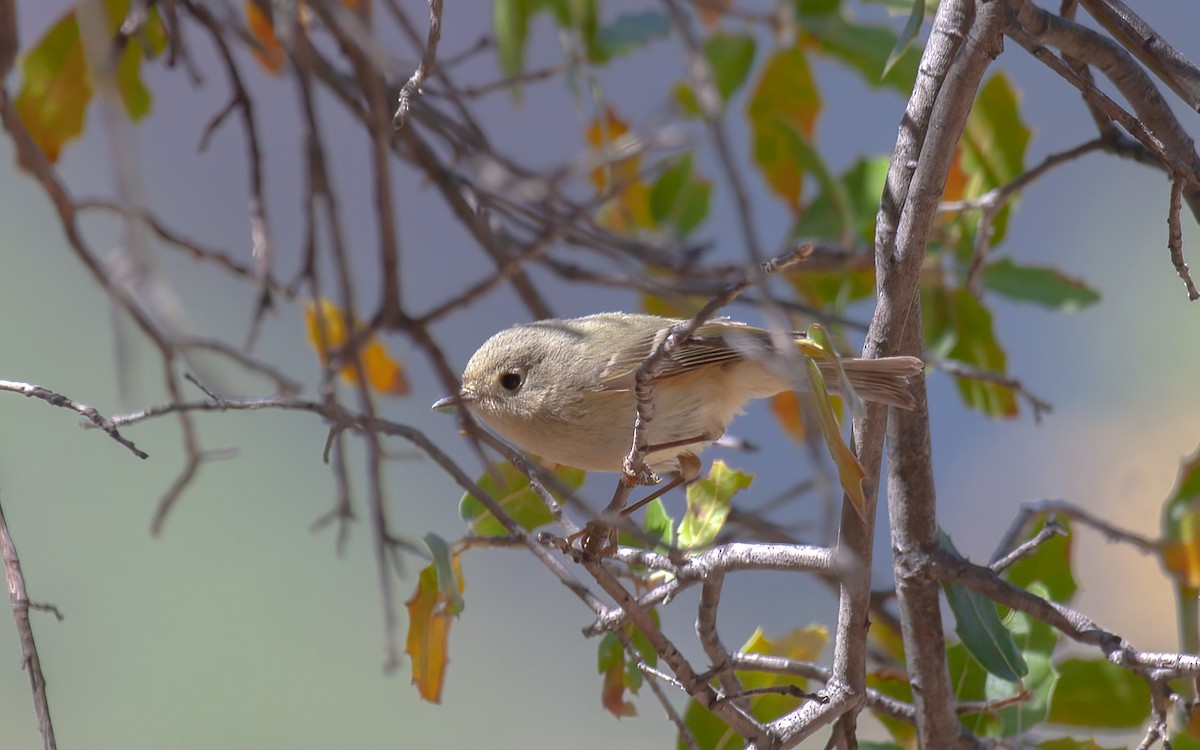 Ruby-crowned Kinglet - ML639859174