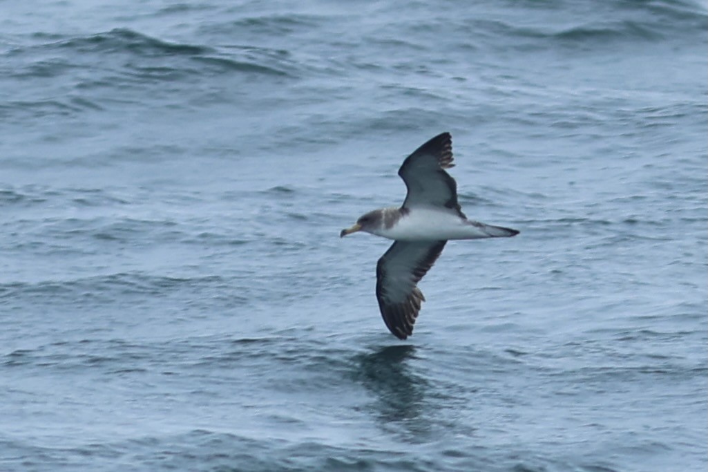 Cory's Shearwater - ML639859178