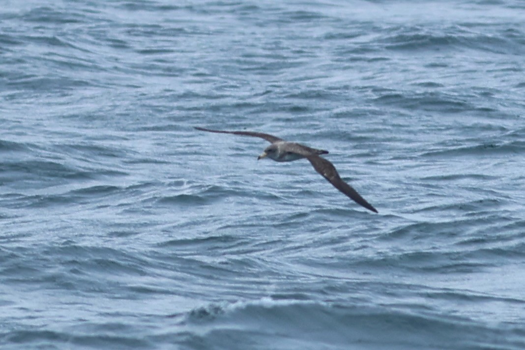 Cory's Shearwater - ML639859179