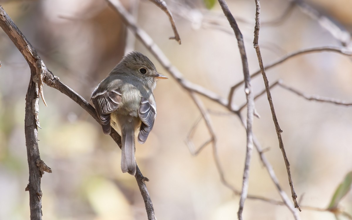 Dusky Flycatcher - ML639859209