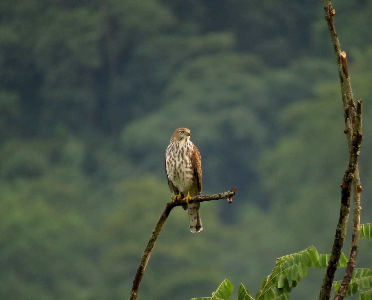 Shikra - ML639859233